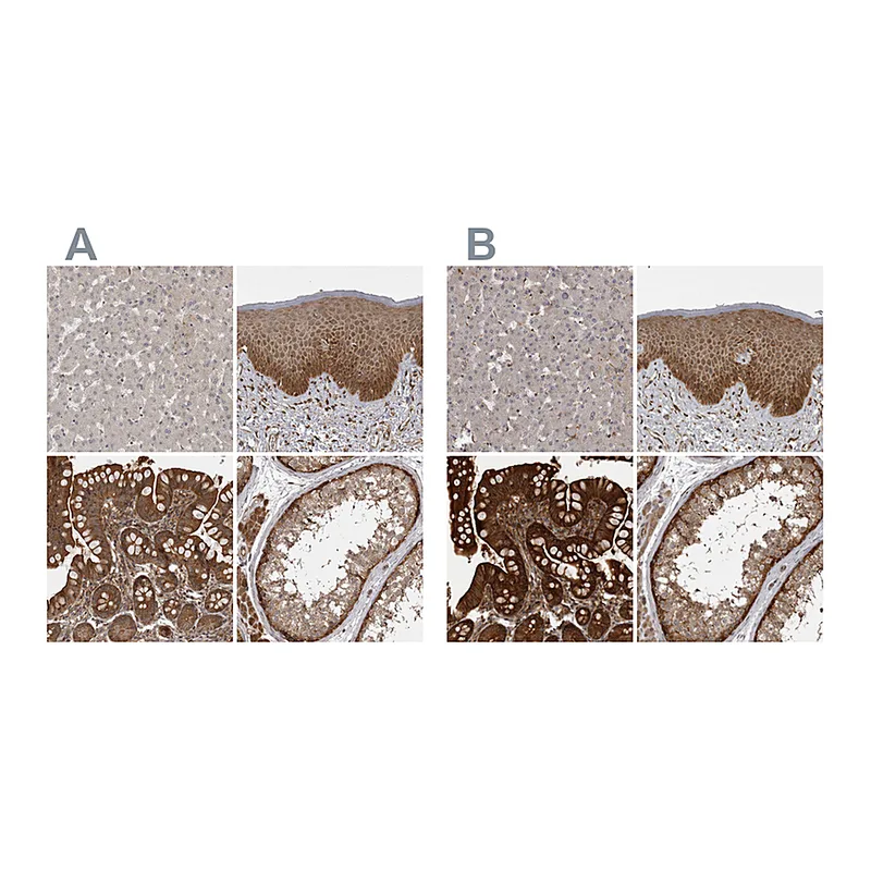 Atlas Antibodies Anti-STK24 Antibody