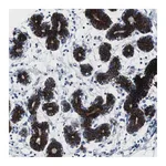 Atlas Antibodies Anti-STK3 Antibody