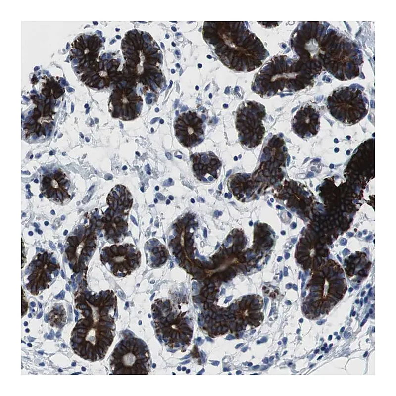 Atlas Antibodies Anti-STK3 Antibody