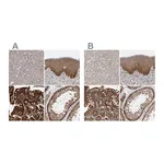 Atlas Antibodies Anti-STK24 Antibody