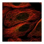 Atlas Antibodies Anti-STK32B Antibody