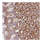 Atlas Antibodies Anti-STK35 Antibody