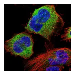 Atlas Antibodies Anti-STK38L Antibody