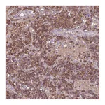 Atlas Antibodies Anti-STK4 Antibody