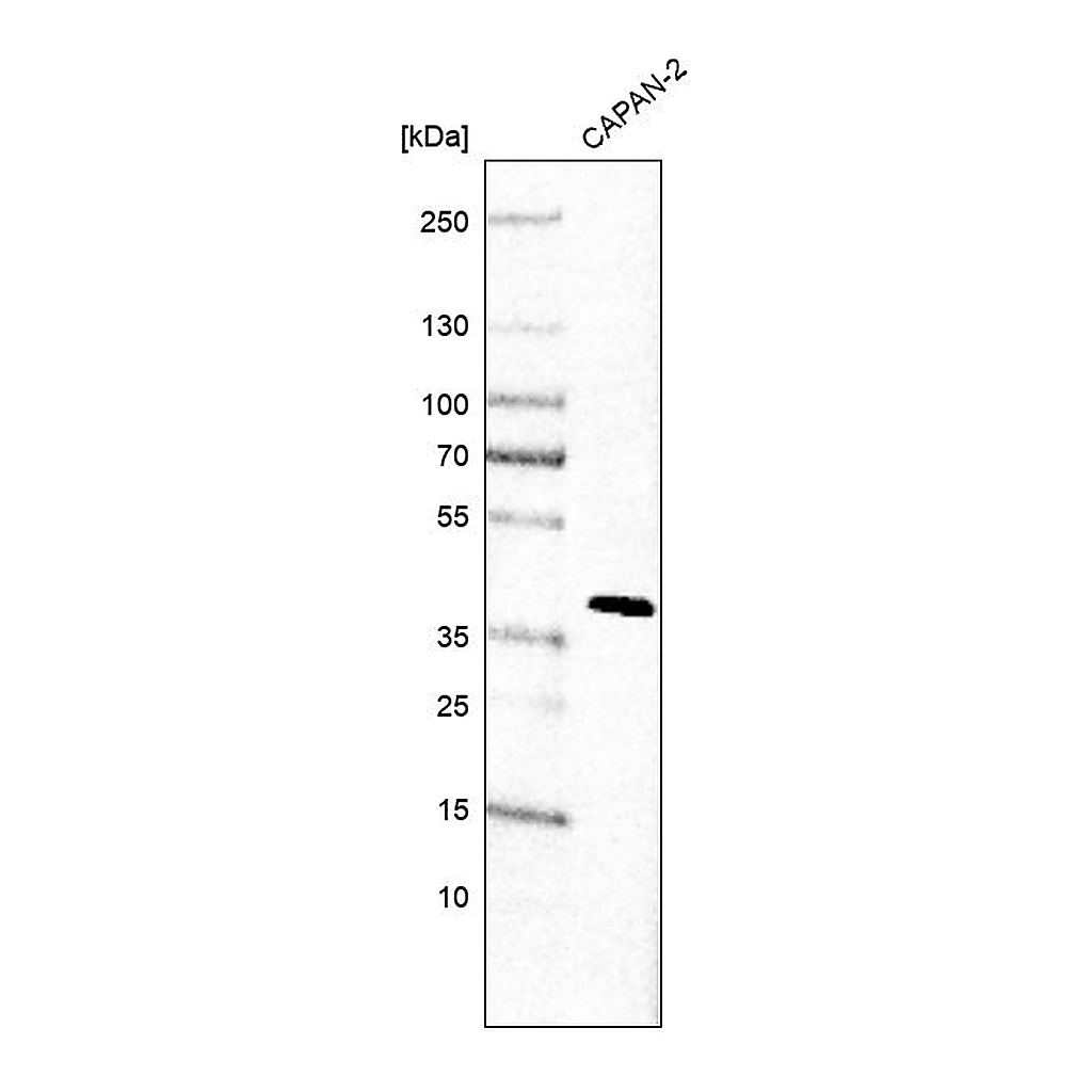 Atlas Antibodies Anti-STN1 Antibody