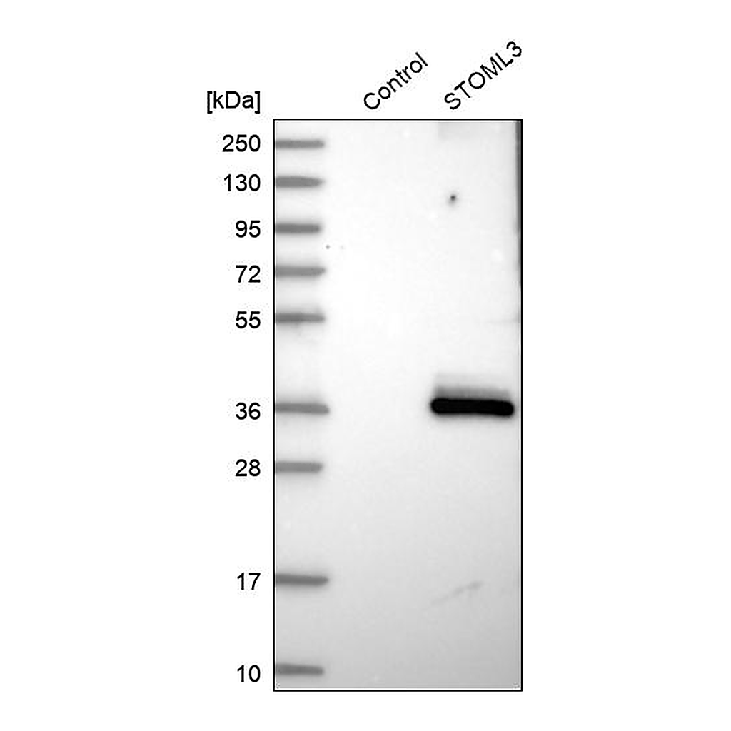 Atlas Antibodies Anti-STOML3 Antibody