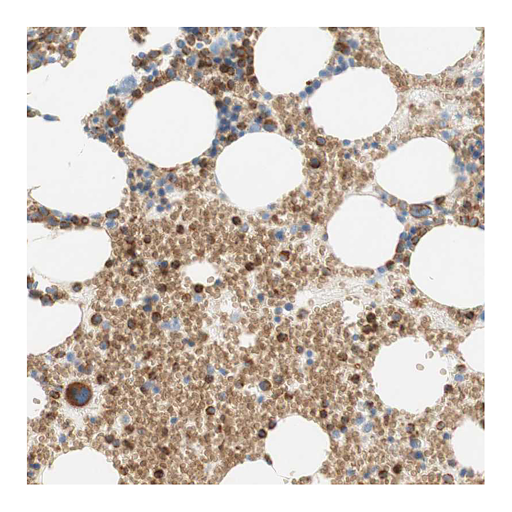 Atlas Antibodies Anti-STOM Antibody