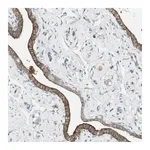 Atlas Antibodies Anti-STON1 Antibody