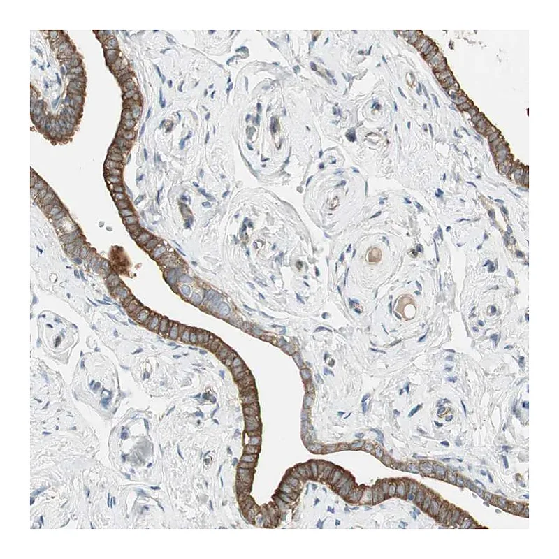 Atlas Antibodies Anti-STON1 Antibody