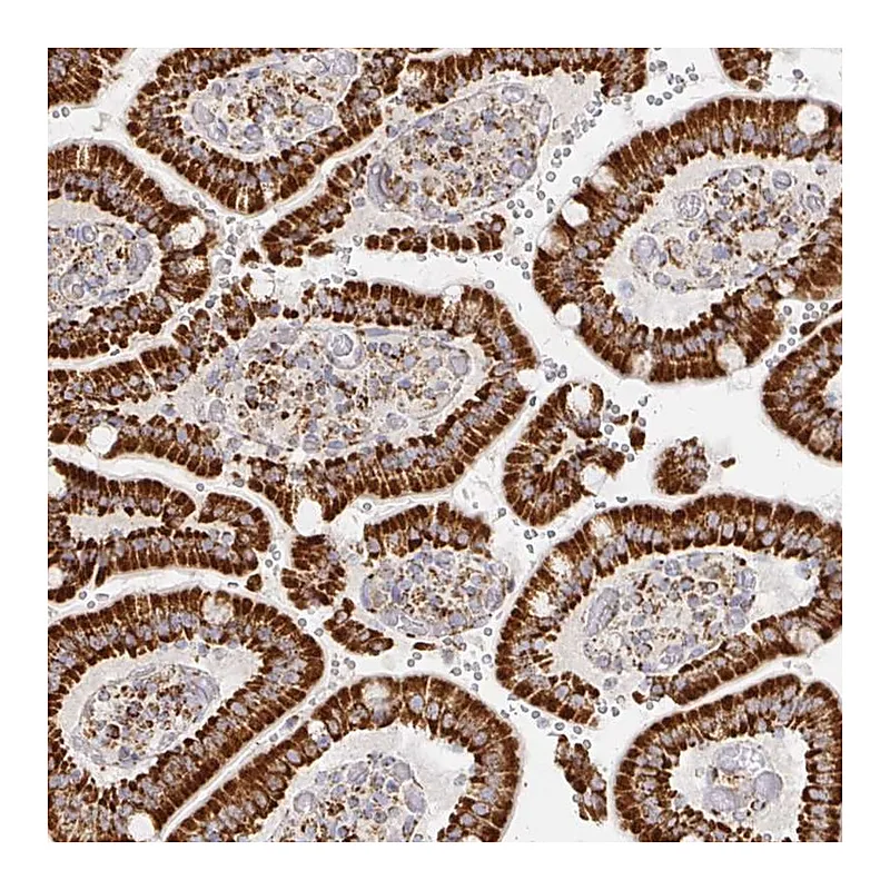 Atlas Antibodies Anti-STOML2 Antibody