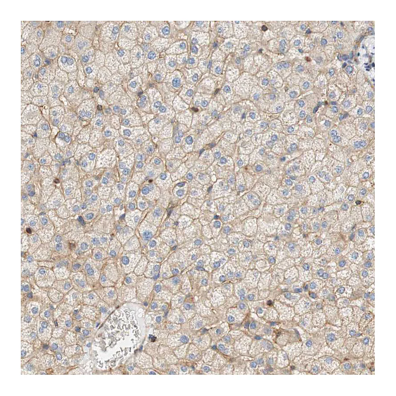 Atlas Antibodies Anti-STOM Antibody