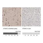 Atlas Antibodies Anti-STON2 Antibody