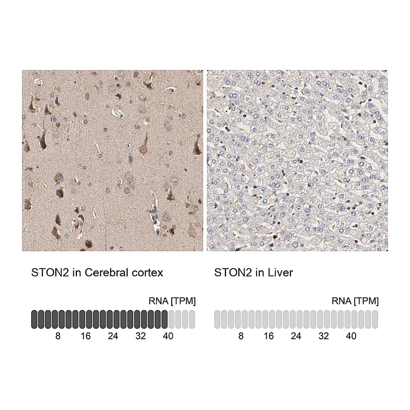 Atlas Antibodies Anti-STON2 Antibody