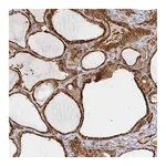 Atlas Antibodies Anti-STRAP Antibody