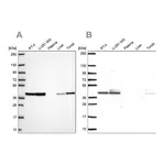 Atlas Antibodies Anti-STRAP Antibody