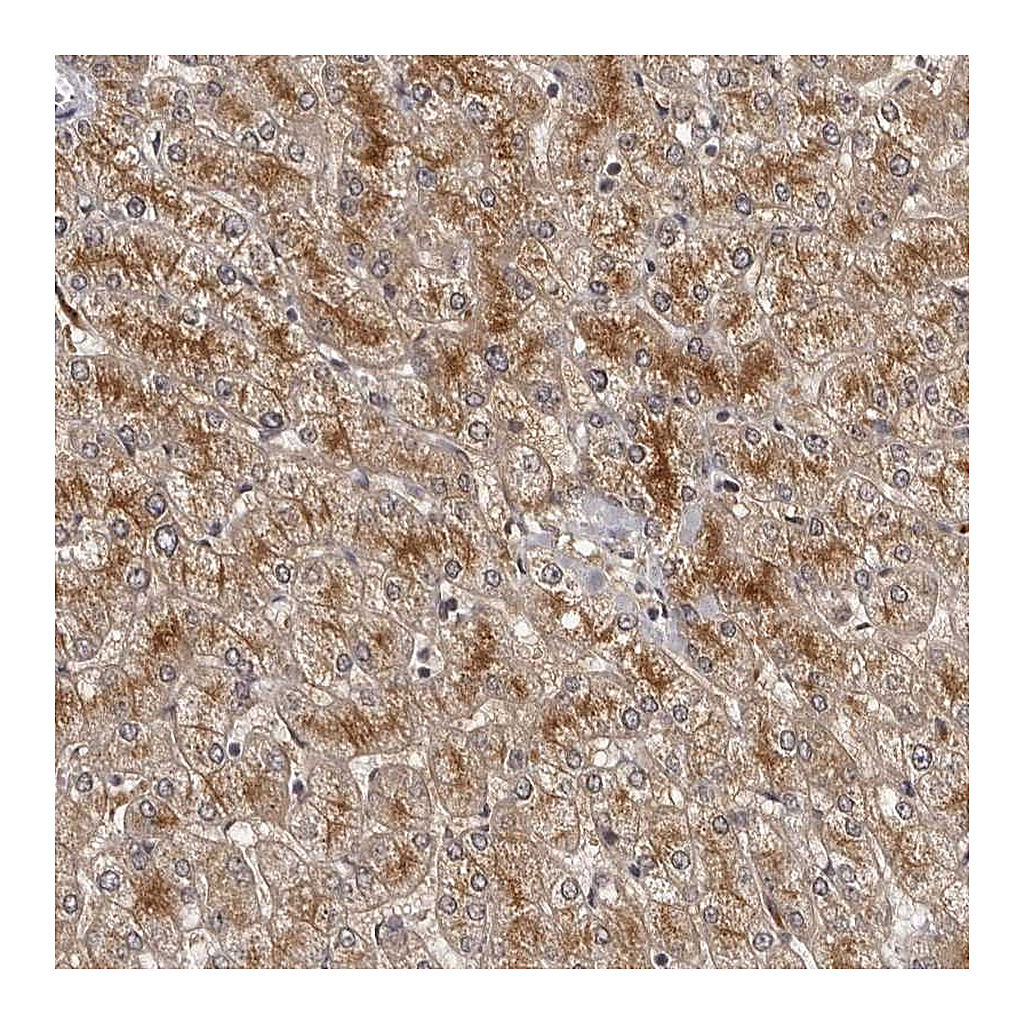 Atlas Antibodies Anti-STRADB Antibody