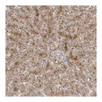 Atlas Antibodies Anti-STRADB Antibody