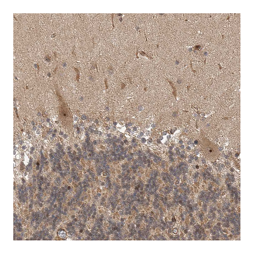 Atlas Antibodies Anti-STRAP Antibody