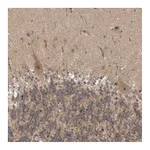 Atlas Antibodies Anti-STRAP Antibody