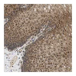 Atlas Antibodies Anti-STRN Antibody