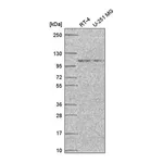 Atlas Antibodies Anti-STRIP1 Antibody
