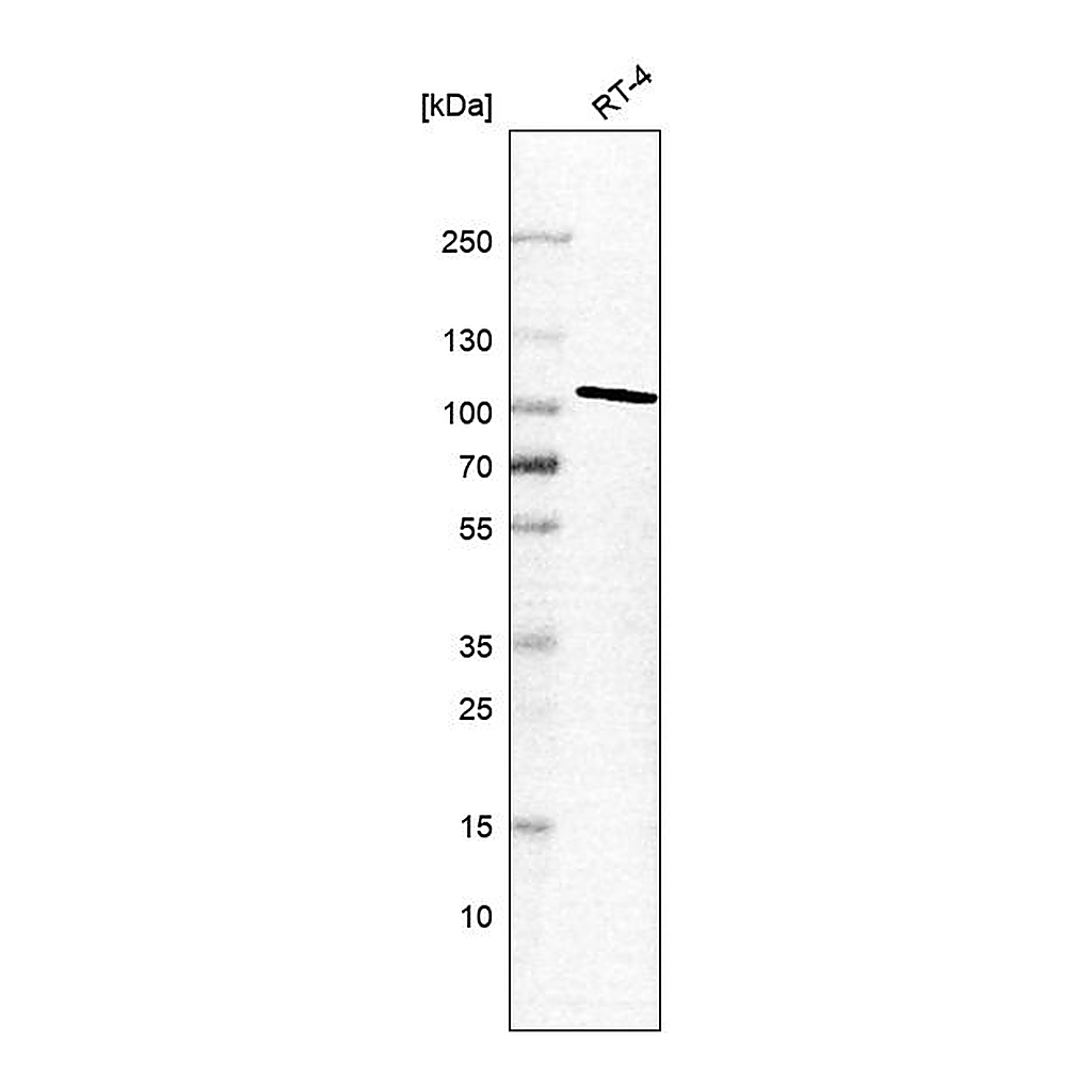Atlas Antibodies Anti-STRN4 Antibody