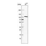 Atlas Antibodies Anti-STRN4 Antibody