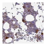 Atlas Antibodies Anti-STRN4 Antibody