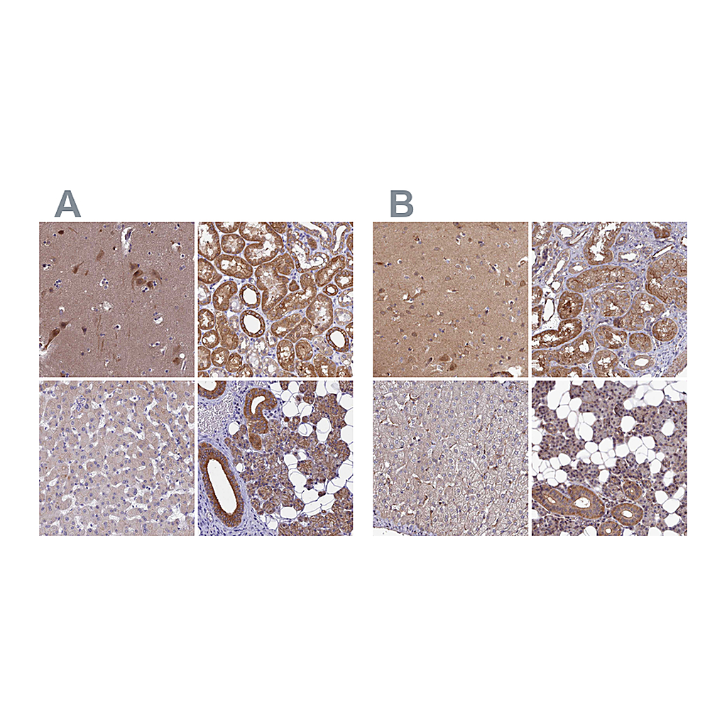 Atlas Antibodies Anti-STUB1 Antibody