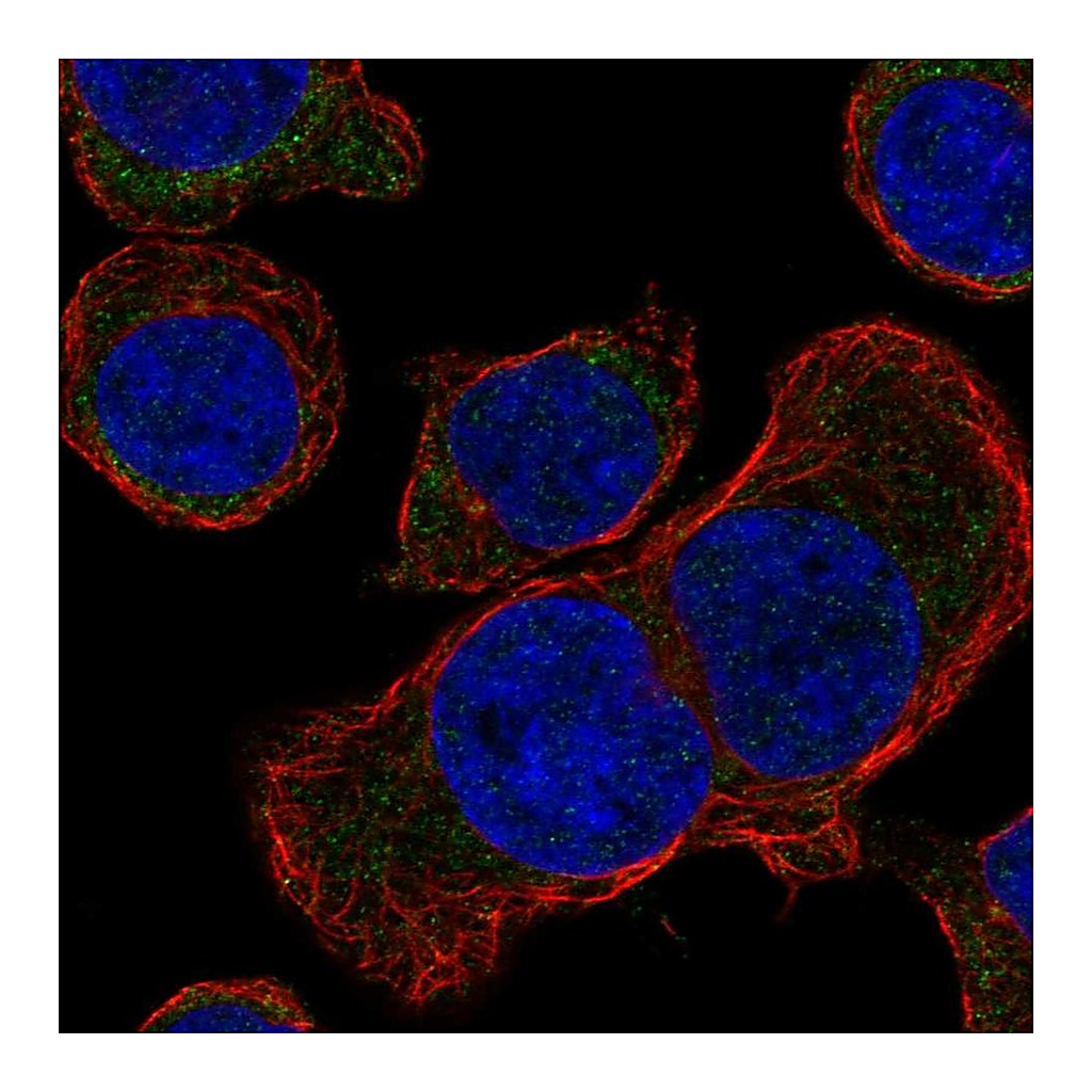 Atlas Antibodies Anti-STUM Antibody