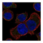 Atlas Antibodies Anti-STUM Antibody