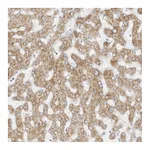 Atlas Antibodies Anti-STT3A Antibody