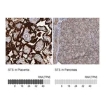 Atlas Antibodies Anti-STS Antibody