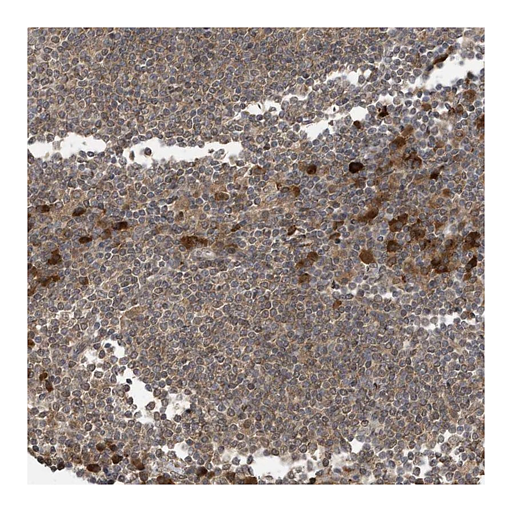 Atlas Antibodies Anti-STX10 Antibody