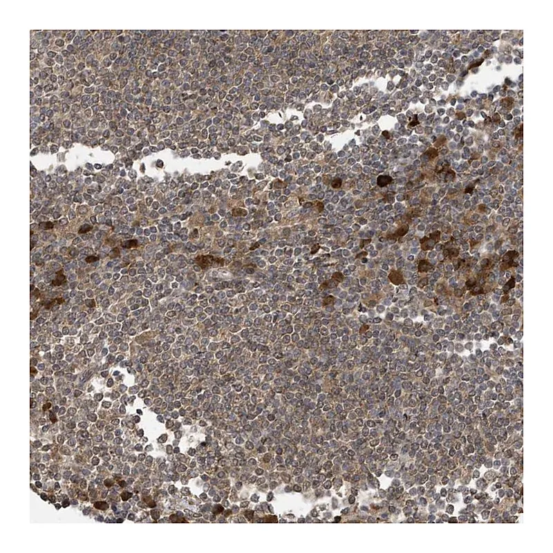 Atlas Antibodies Anti-STX10 Antibody