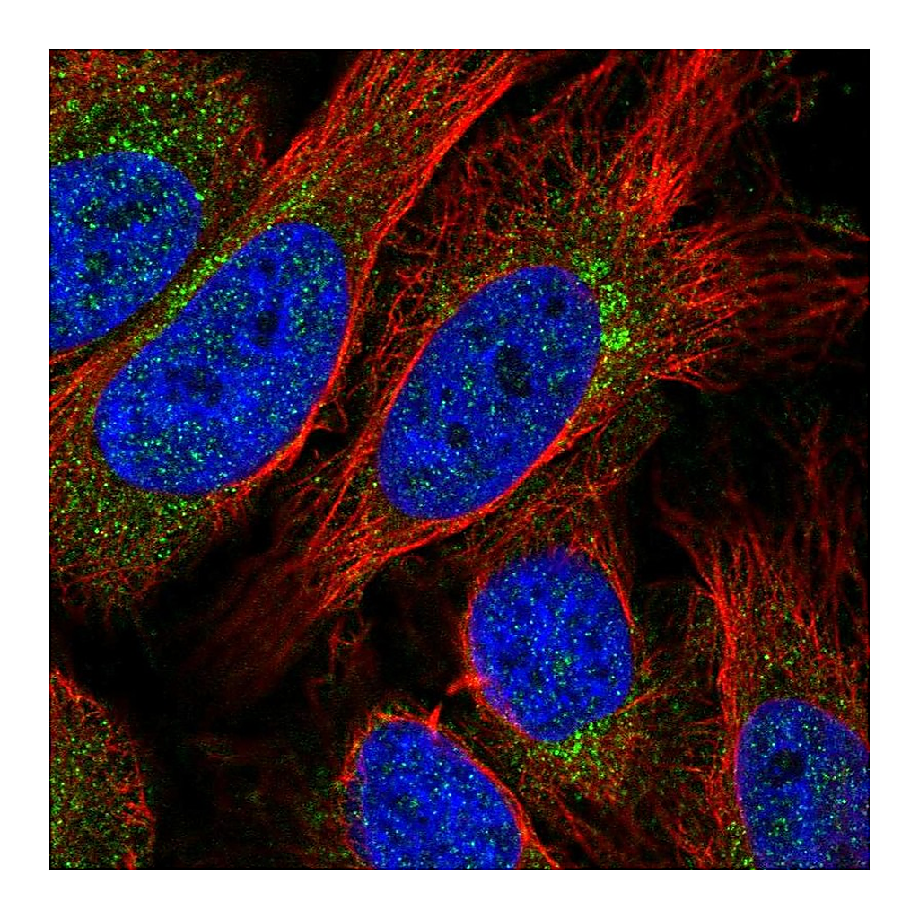 Atlas Antibodies Anti-STX10 Antibody