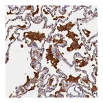 Atlas Antibodies Anti-STX12 Antibody