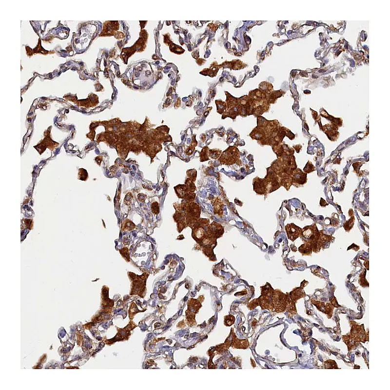 Atlas Antibodies Anti-STX12 Antibody