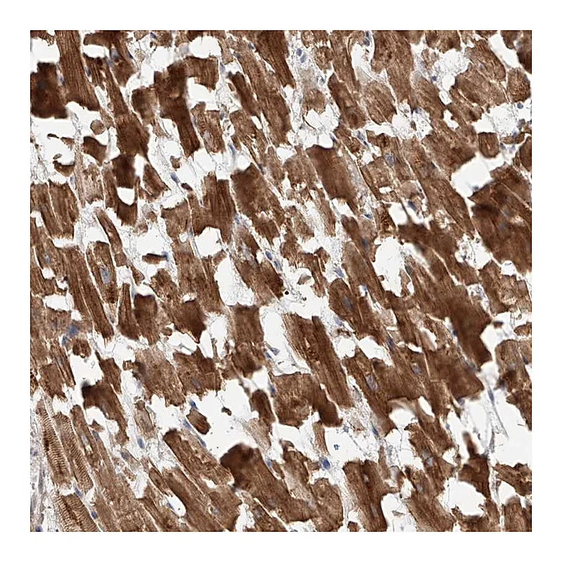 Atlas Antibodies Anti-STX19 Antibody