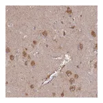 Atlas Antibodies Anti-STX16 Antibody