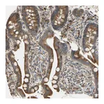 Atlas Antibodies Anti-STX18 Antibody