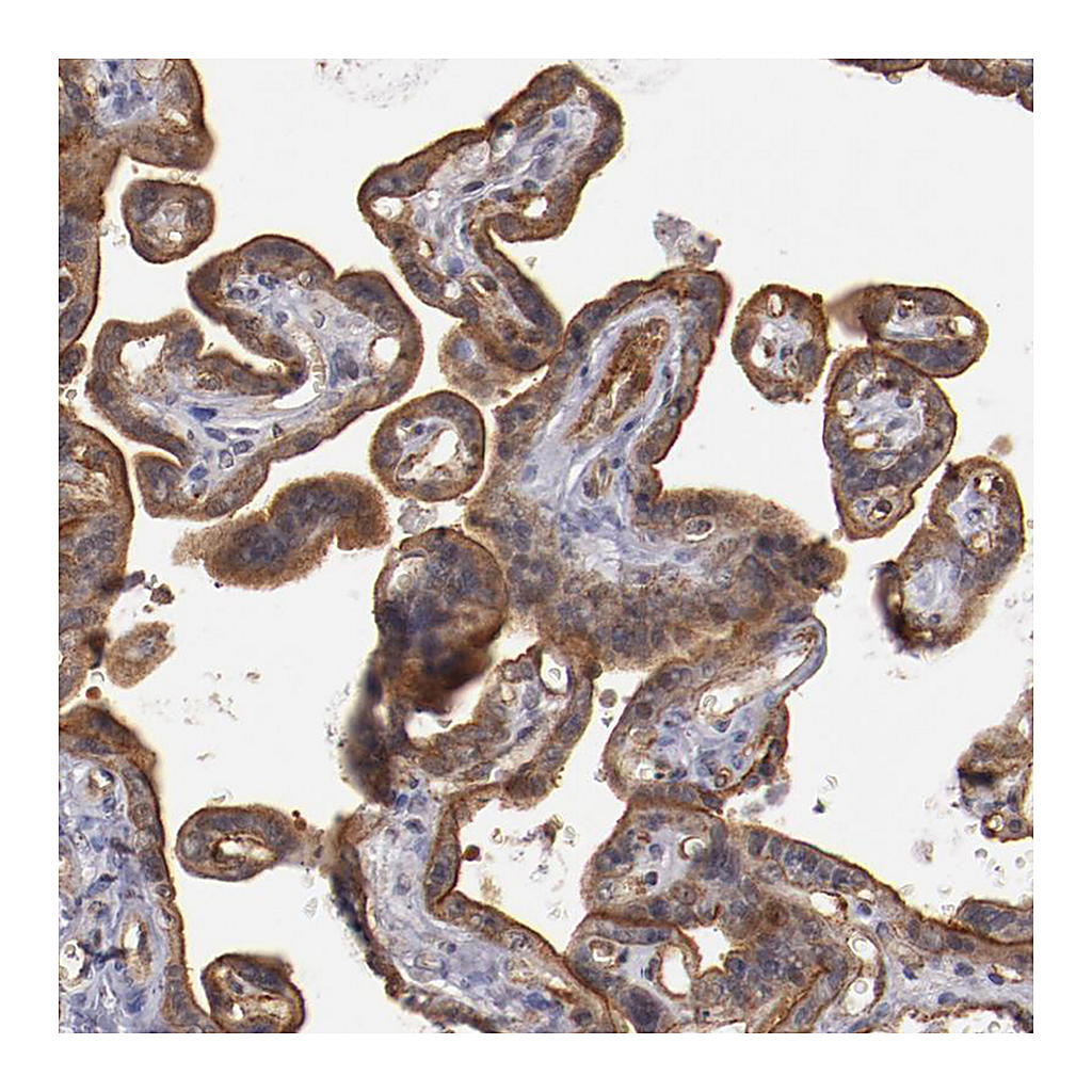Atlas Antibodies Anti-STX3 Antibody