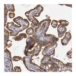 Atlas Antibodies Anti-STX3 Antibody