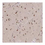 Atlas Antibodies Anti-STX16 Antibody