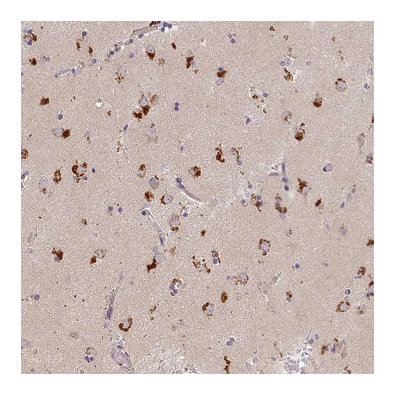Atlas Antibodies Anti-STX16 Antibody