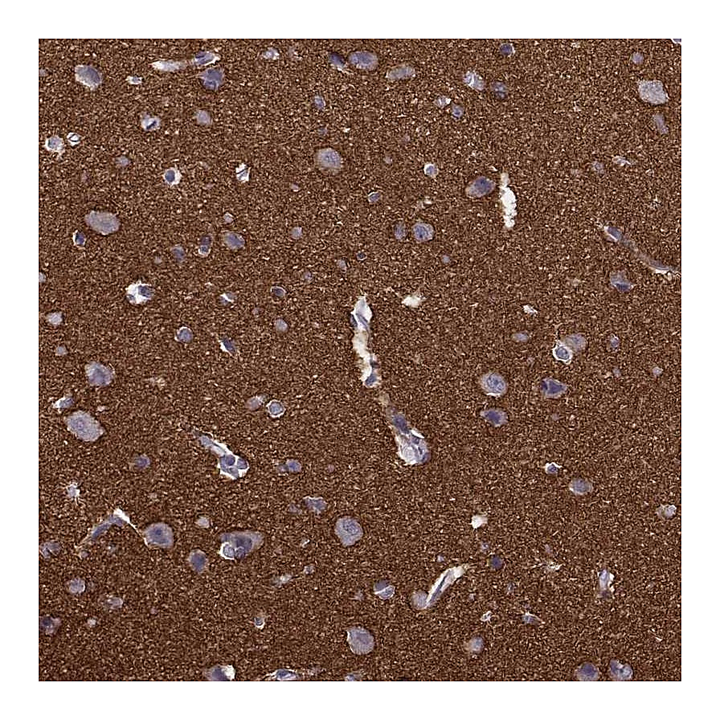 Atlas Antibodies Anti-STX1A Antibody