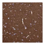 Atlas Antibodies Anti-STX1A Antibody