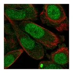 Atlas Antibodies Anti-STX2 Antibody