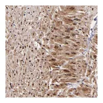 Atlas Antibodies Anti-STX8 Antibody