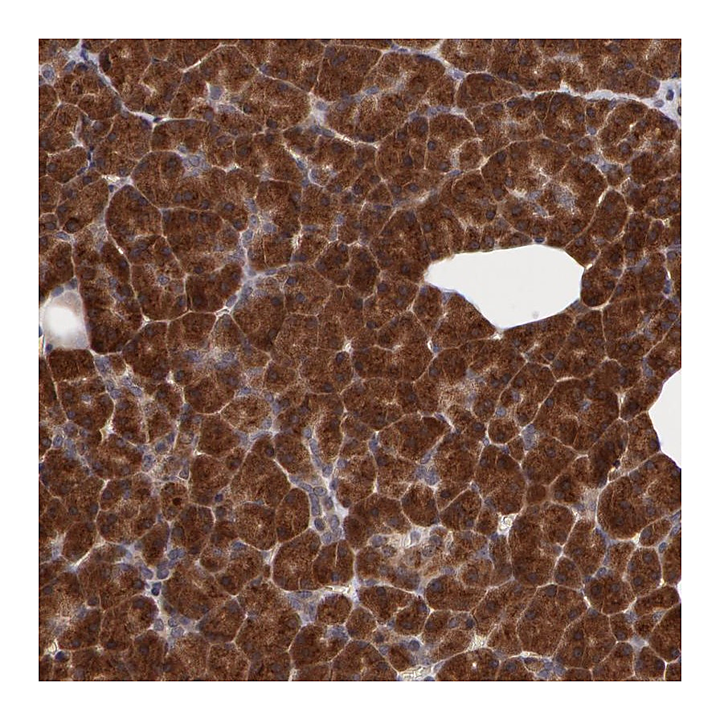 Atlas Antibodies Anti-STX5 Antibody
